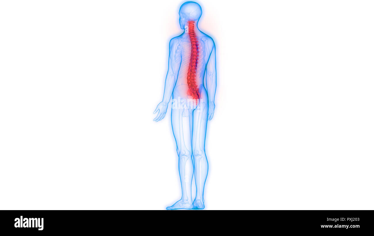 Scheletro umano del sistema colonna vertebrale anatomia Foto Stock