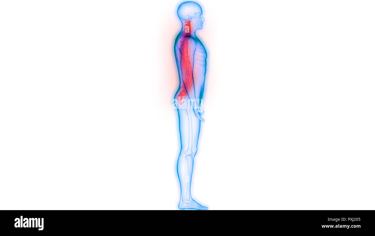 Scheletro umano del sistema colonna vertebrale anatomia Foto Stock
