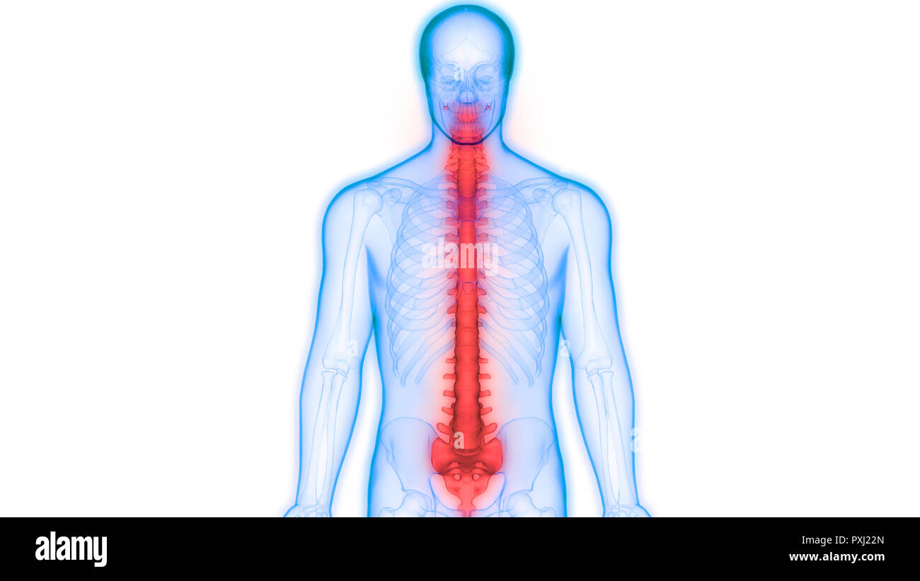 Scheletro umano del sistema colonna vertebrale anatomia Foto Stock