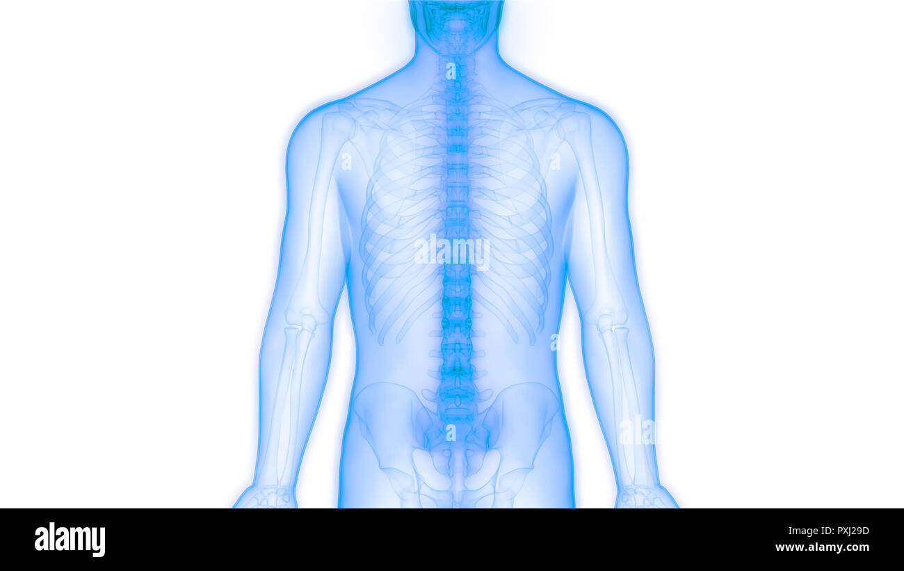 Scheletro umano del sistema colonna vertebrale anatomia Foto Stock
