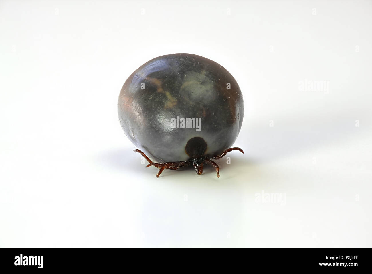 Ixodes ricinus, Castor bean tick, trasmettitore di malattia di Lyme e tick-borne encefalite Foto Stock