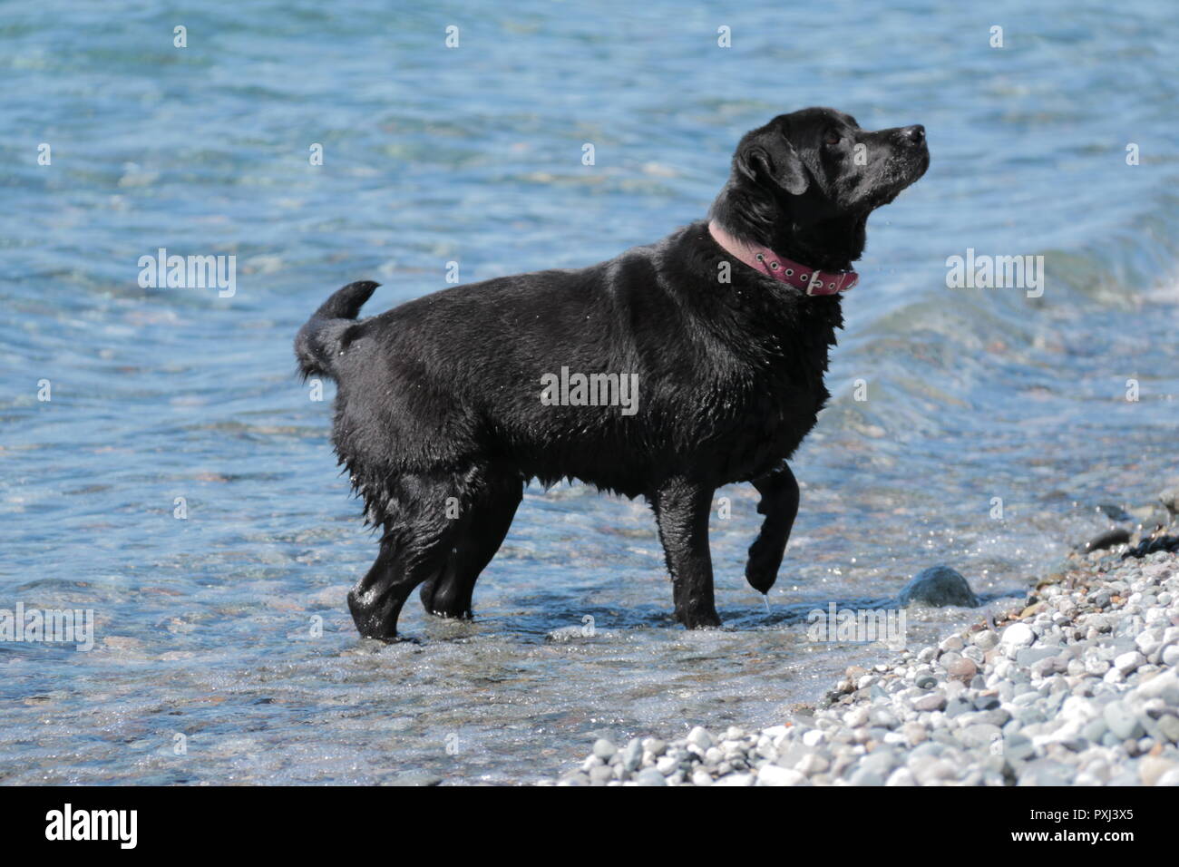 Cane di bagnare nel lago Foto Stock