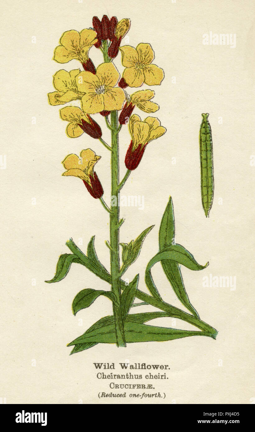 PLANTS/ERYSIMUM CHEIRI Foto Stock