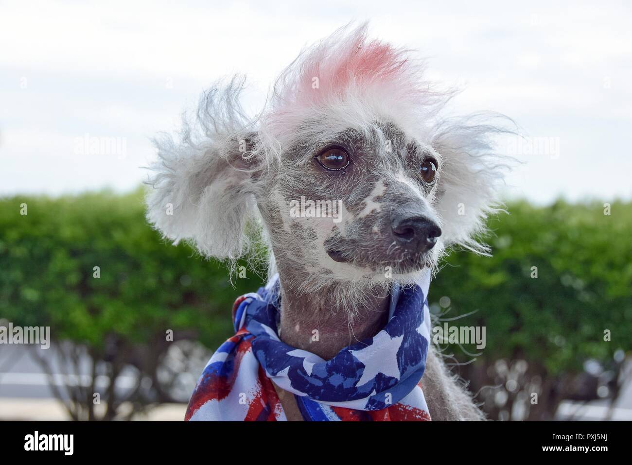 Ritratto di cinese Crested cane glabre indossando patriottica bandiera sciarpa Foto Stock
