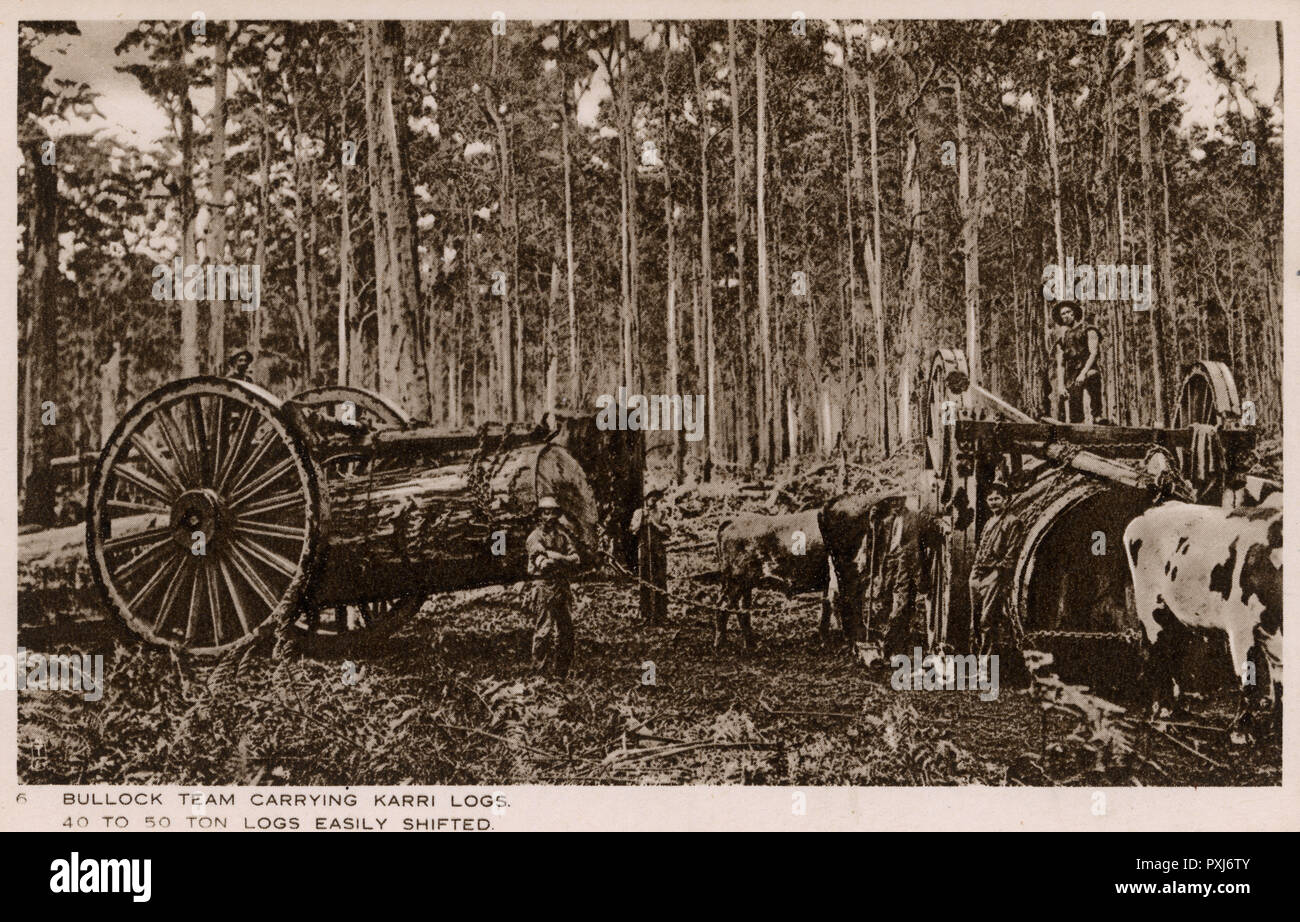 Australia - squadre Bullock che trasportano grossi tronchi Karri Foto Stock