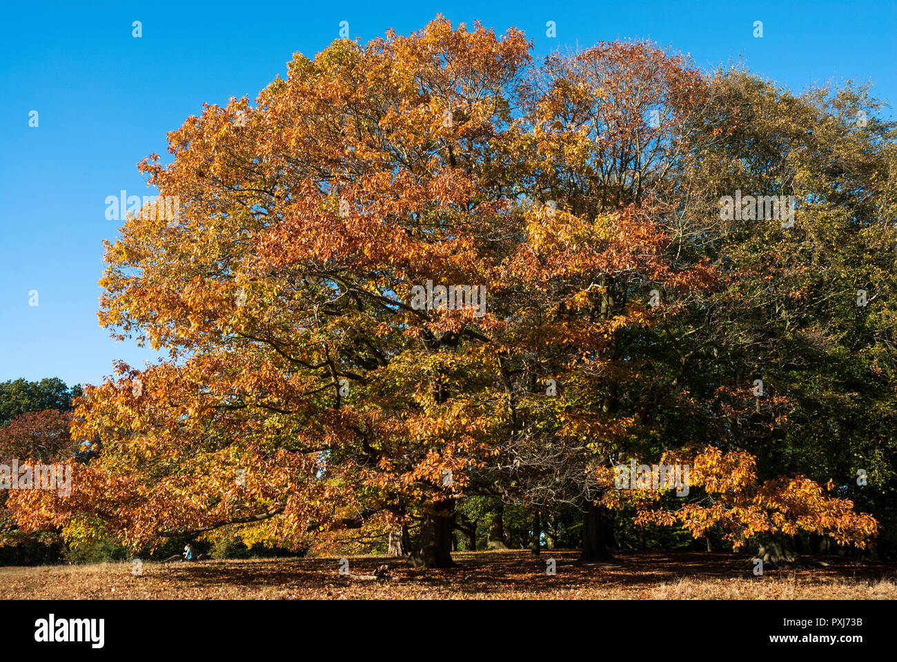 Magnifico albero in golden colori autunnali contro il cielo blu su Hampstead Heath, Londra, Regno Unito. Foto Stock