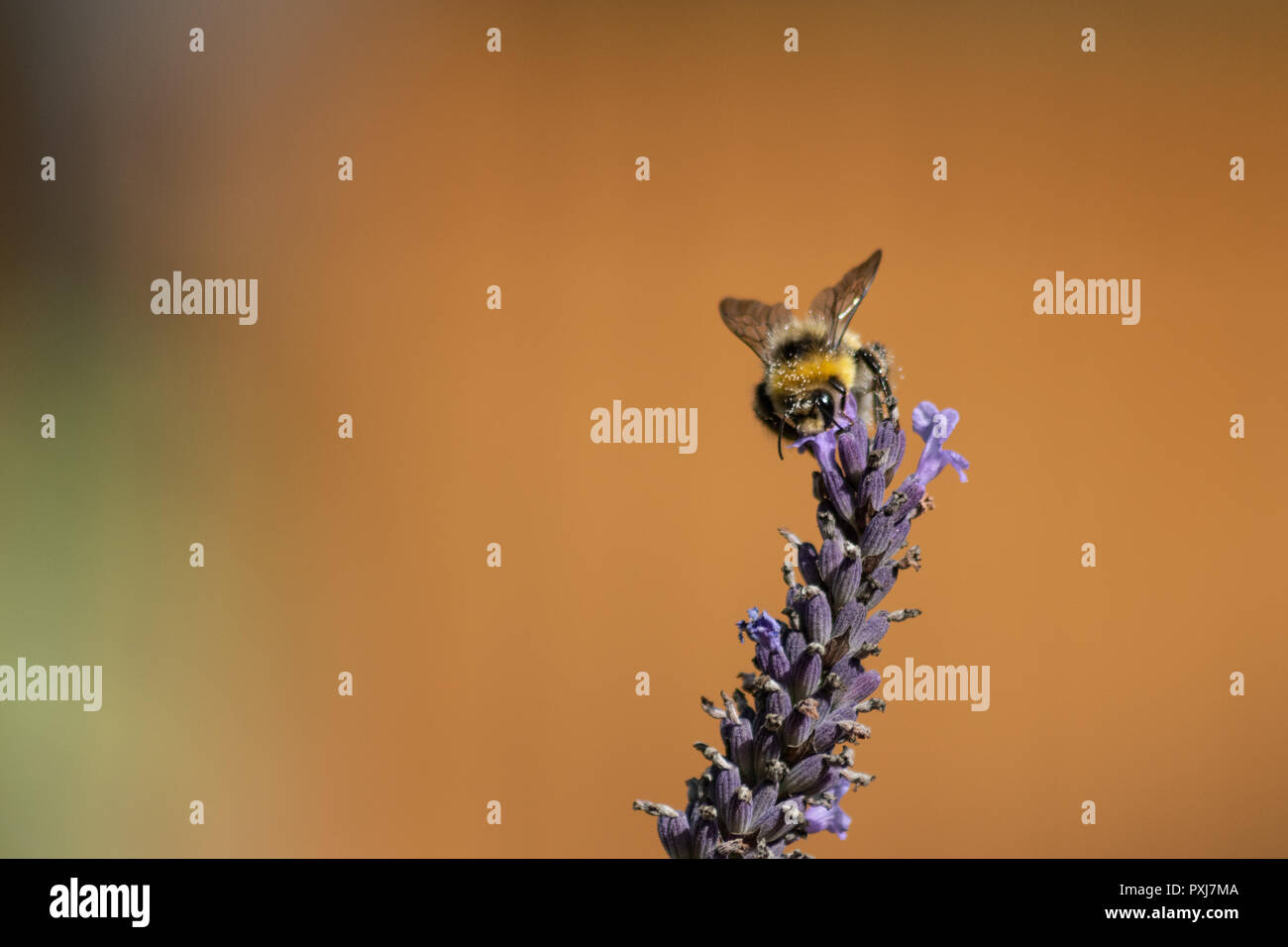 Ape su lavanda per raccogliere il polline o nettare Foto Stock