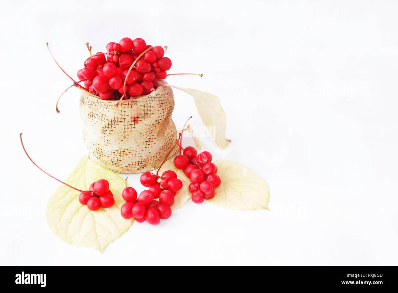 Schisandra rosso nella sacca di ceramica. Red mature schizandra nella benna. Cinque sapore berry. Carni rosse bacche mature isolato su bianco. Raccolto di frutti maturi Foto Stock