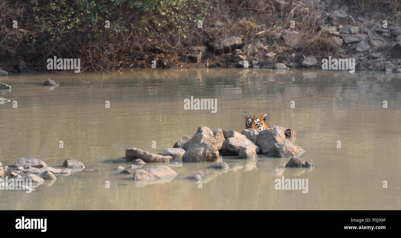 Maya (Tiger) il raffreddamento in un corpo di acqua in Tadoba Parco Nazionale Foto Stock