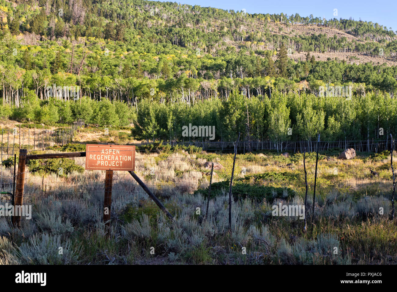 Vacilla Aspen Grove 'Pando Clone' , noto anche come tremore gigante, colonia clonale. Foto Stock