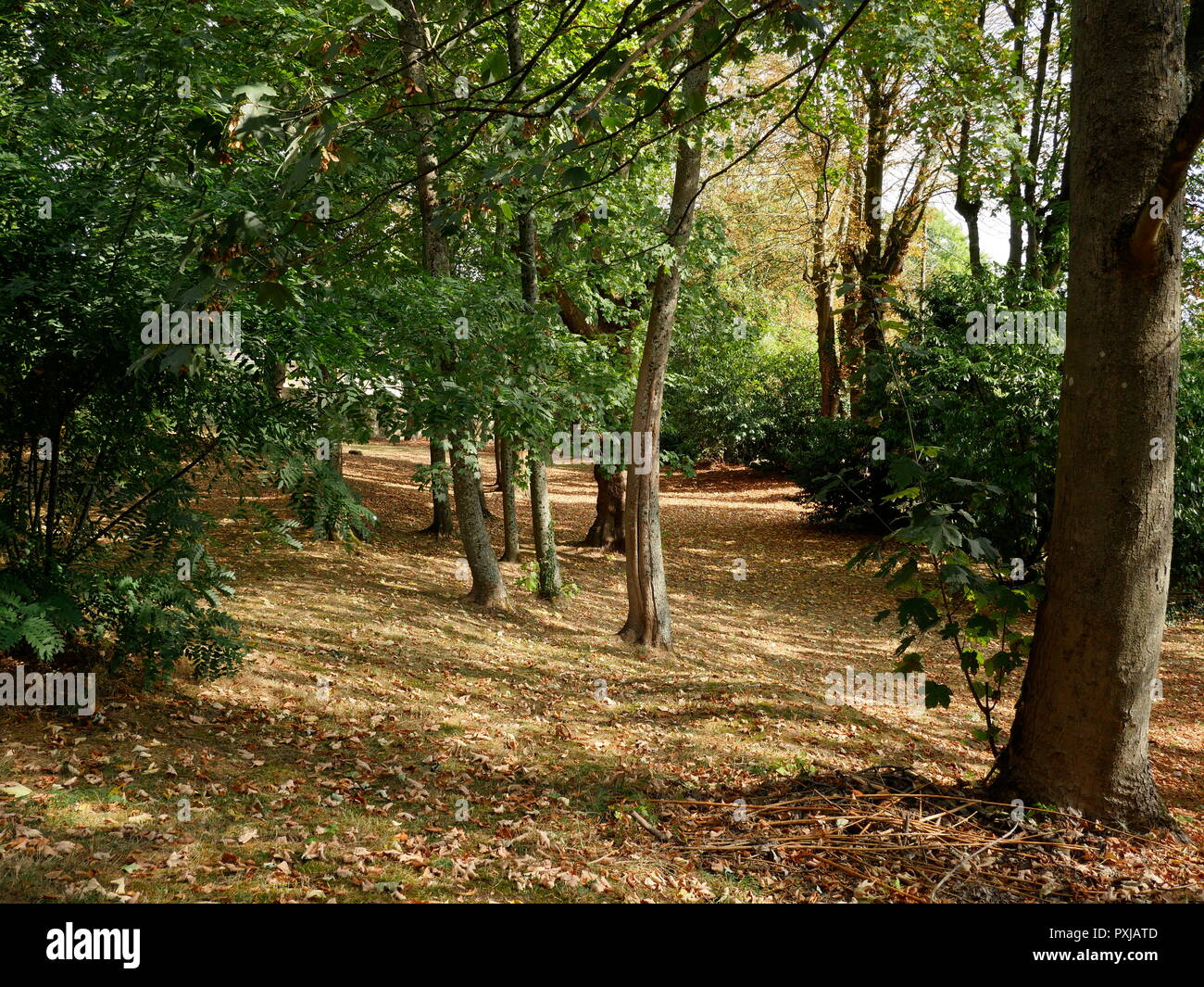 AJAXNETPHOTO. LOUVECIENNES, Francia. - Posto tranquillo - Il piccolo parco alberato VICINO A RUE DE LA HAUTE BARRE. foto:JONATHAN EASTLAND/AJAX REF:GX8 181909 401 Foto Stock