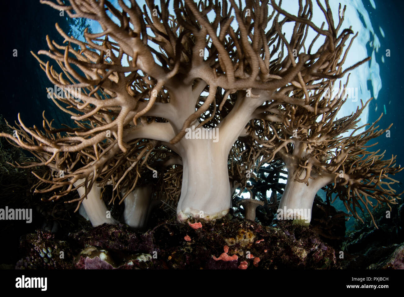 Coralli molli prosperano su una barriera corallina in Raja Ampat, Indonesia. Questa remota regione tropicale è noto per le sue spettacolari della biodiversità marina. Foto Stock