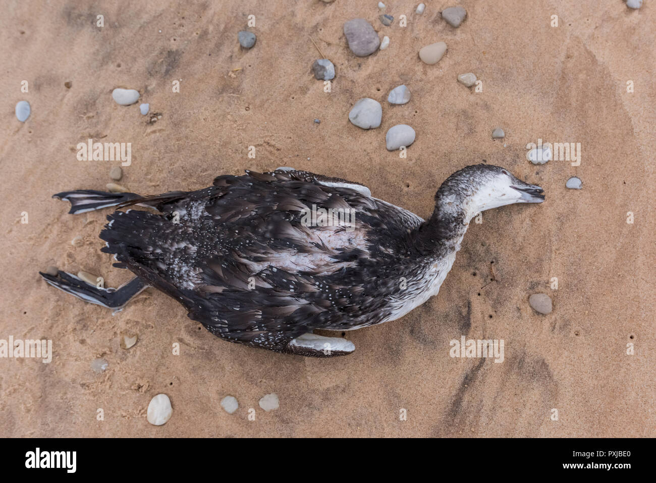 Morti non di allevamento o immaturi Loon comune (Gavia immer) sulla spiaggia in ottobre. La causa della morte è sconosciuta. Foto Stock