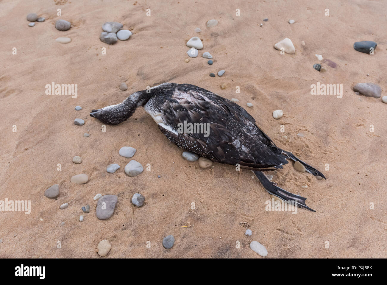 Morti non di allevamento o immaturi Loon comune (Gavia immer) sulla spiaggia in ottobre. La causa della morte è sconosciuta. Foto Stock
