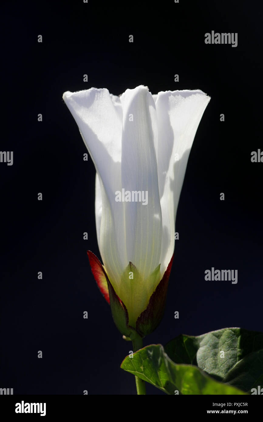 Maggiore copertura centinodia, Calystegia sepium, noto anche come Rutland bellezza, bugle vine, celeste trombe, bellbind e granny-pop-out-of-letto. Foto Stock