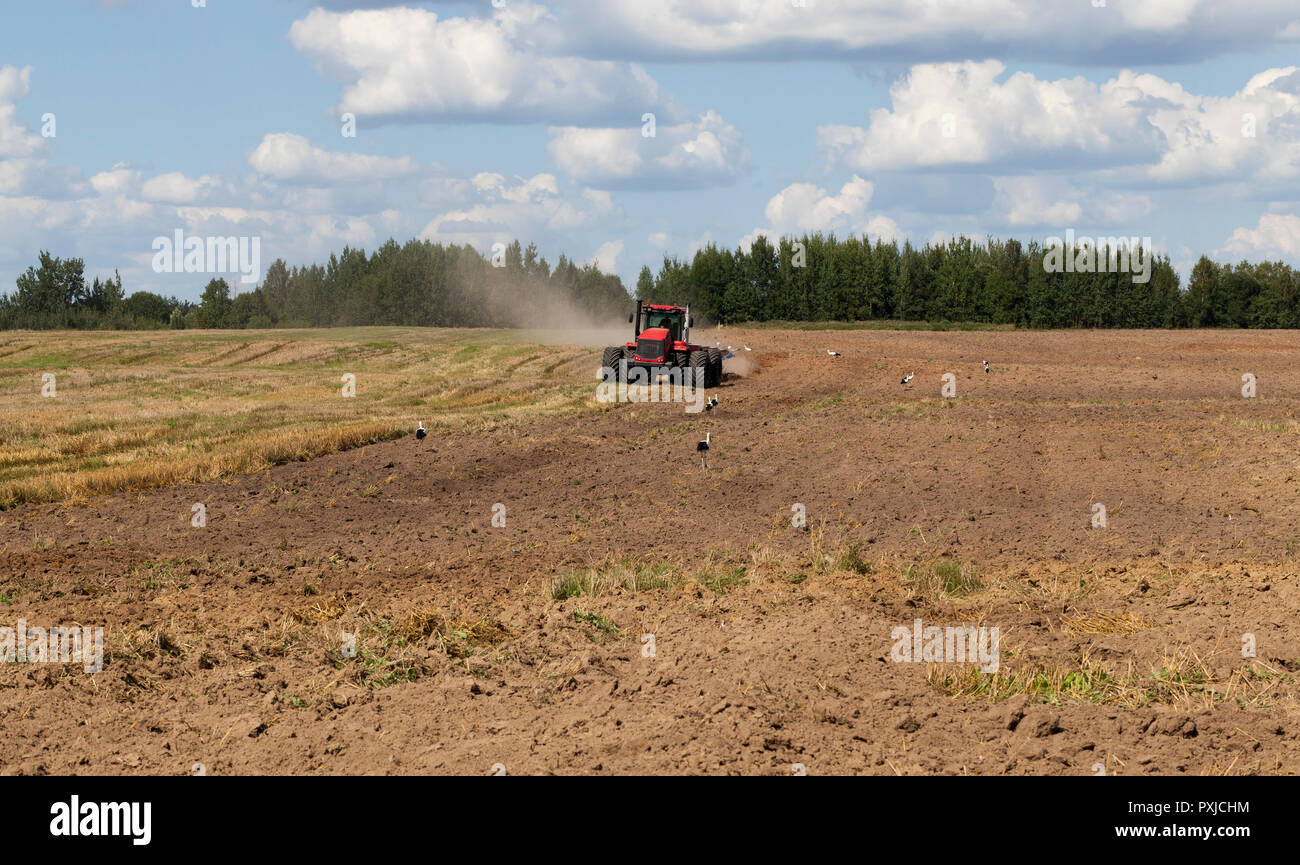Trattore grande con un aratro di aratri il suolo sul campo dopo il raccolto per la semina di un nuovo raccolto di piante agricole, cicogne bianche supporto sul campo Foto Stock