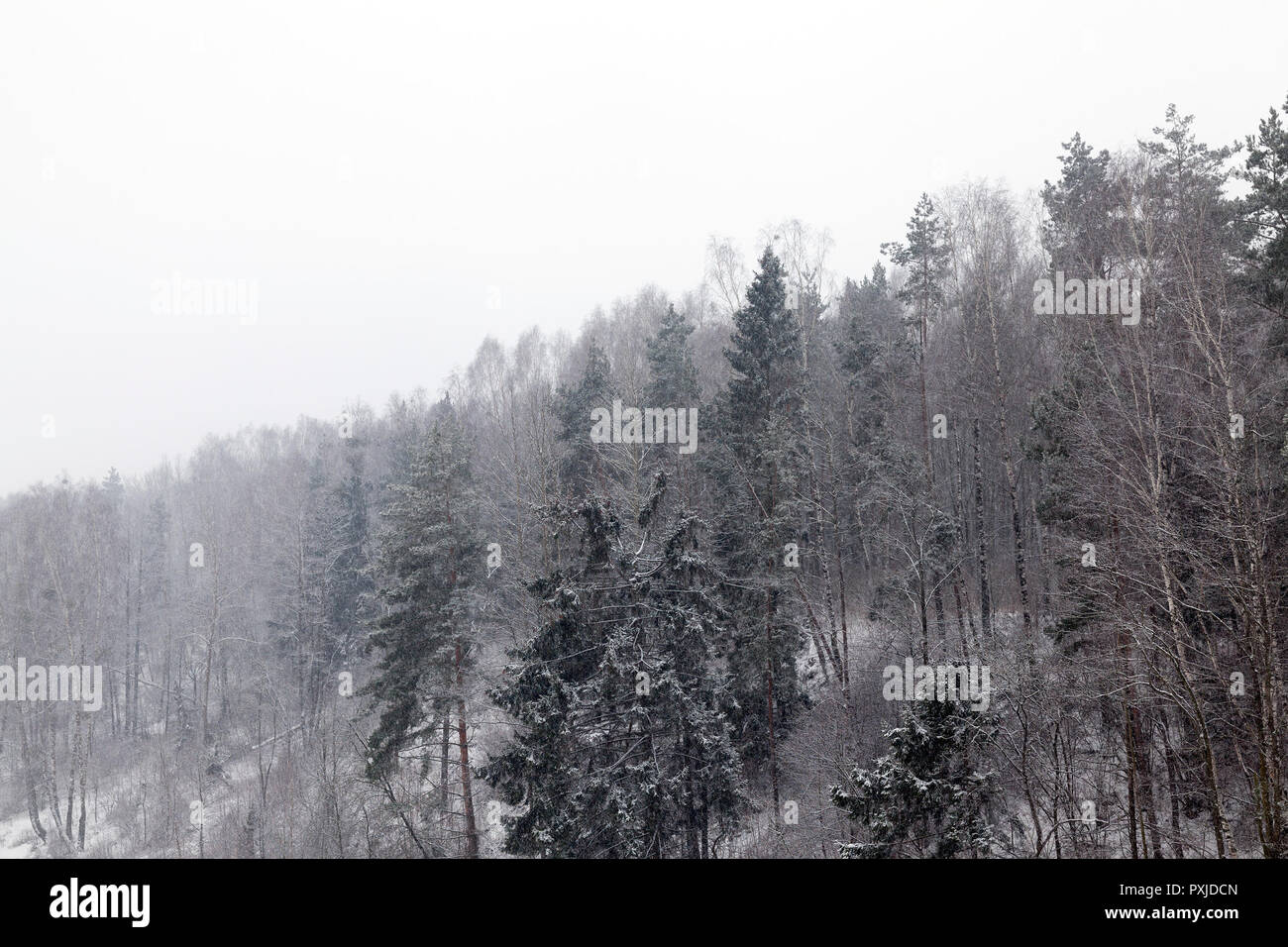Libera nella stagione invernale sullo sfondo del quale la caduta di fiocchi di neve , la scarsa visibilità dovuta alla caduta di neve Foto Stock