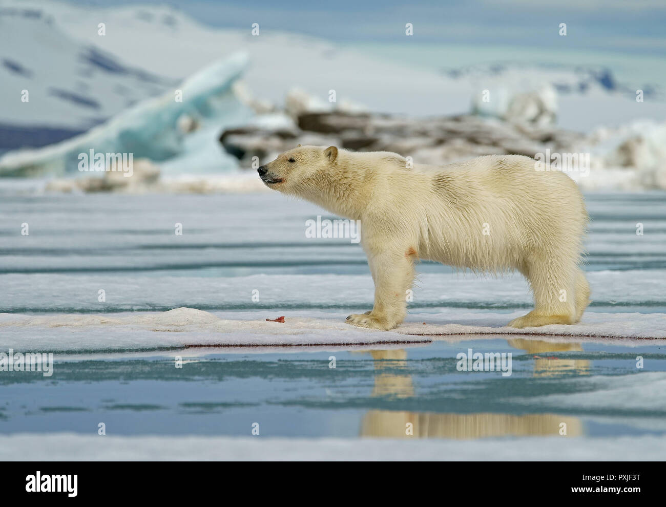 Orso polare (Ursus maritimus), giovane animale su ghiaccio floe, Svalbard artico norvegese, Norvegia Foto Stock