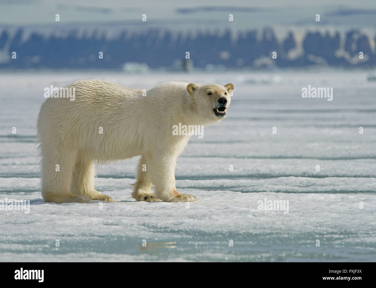 Orso polare (Ursus maritimus), giovane animale in piedi sul ghiaccio, Svalbard artico norvegese, Norvegia Foto Stock