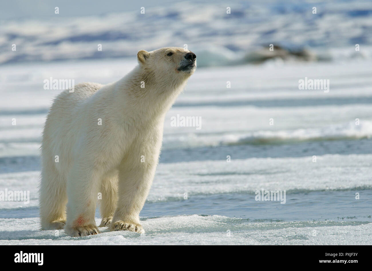 Orso polare (Ursus maritimus), giovane animale preleva meteo, Svalbard artico norvegese, Norvegia Foto Stock