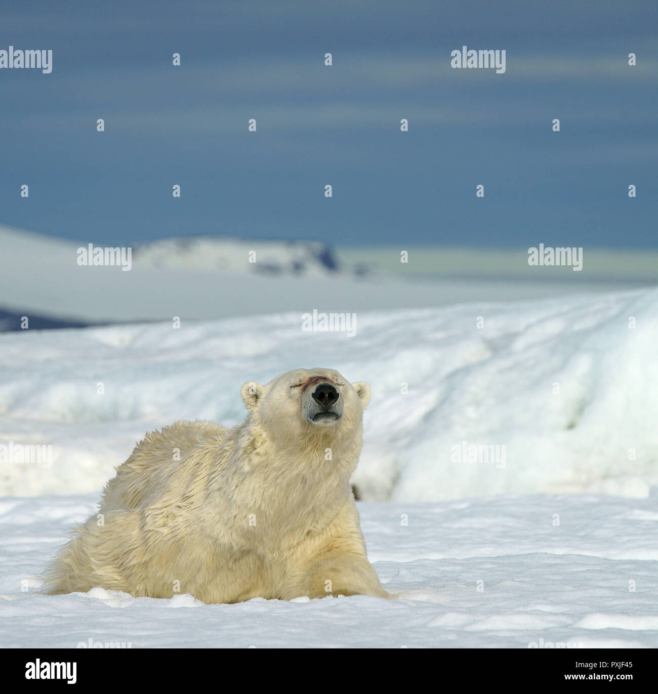 Orso polare (Ursus maritimus) giace piacevolmente nella neve, Svalbard artico norvegese, Norvegia Foto Stock