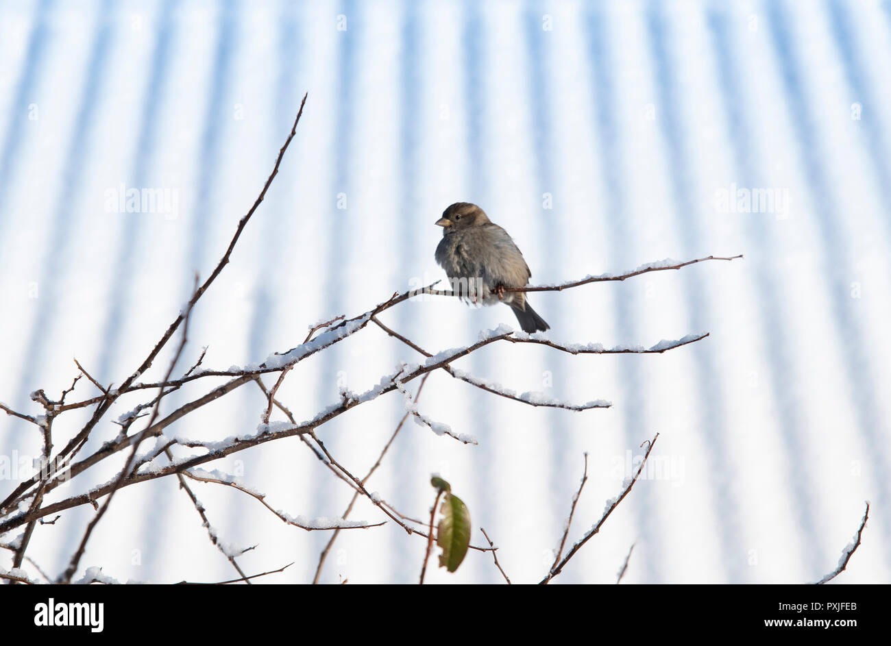 Eurasian Tree Sparrow (Passer montanus) seduto in una struttura ad albero in inverno Foto Stock