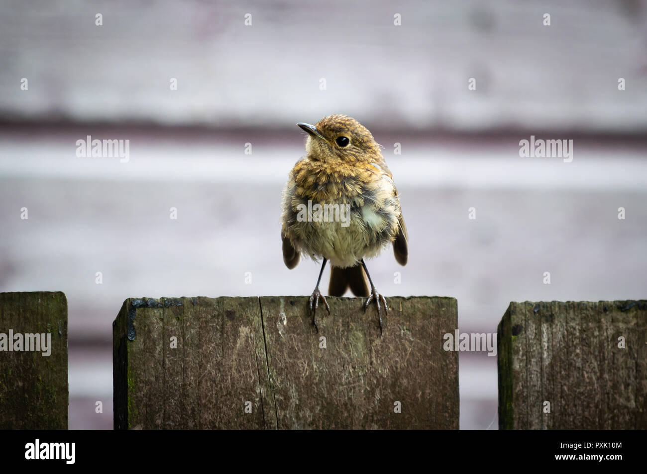 Robin capretti su una recinzione di legno Foto Stock