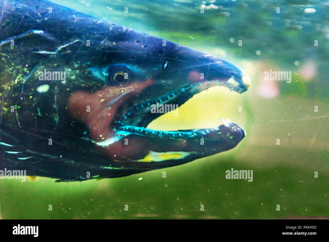 Salmone Chinook Issaquah incubatoio Washington. Salmone swim up il Issaquah creek all'incubatrice. Foto Stock