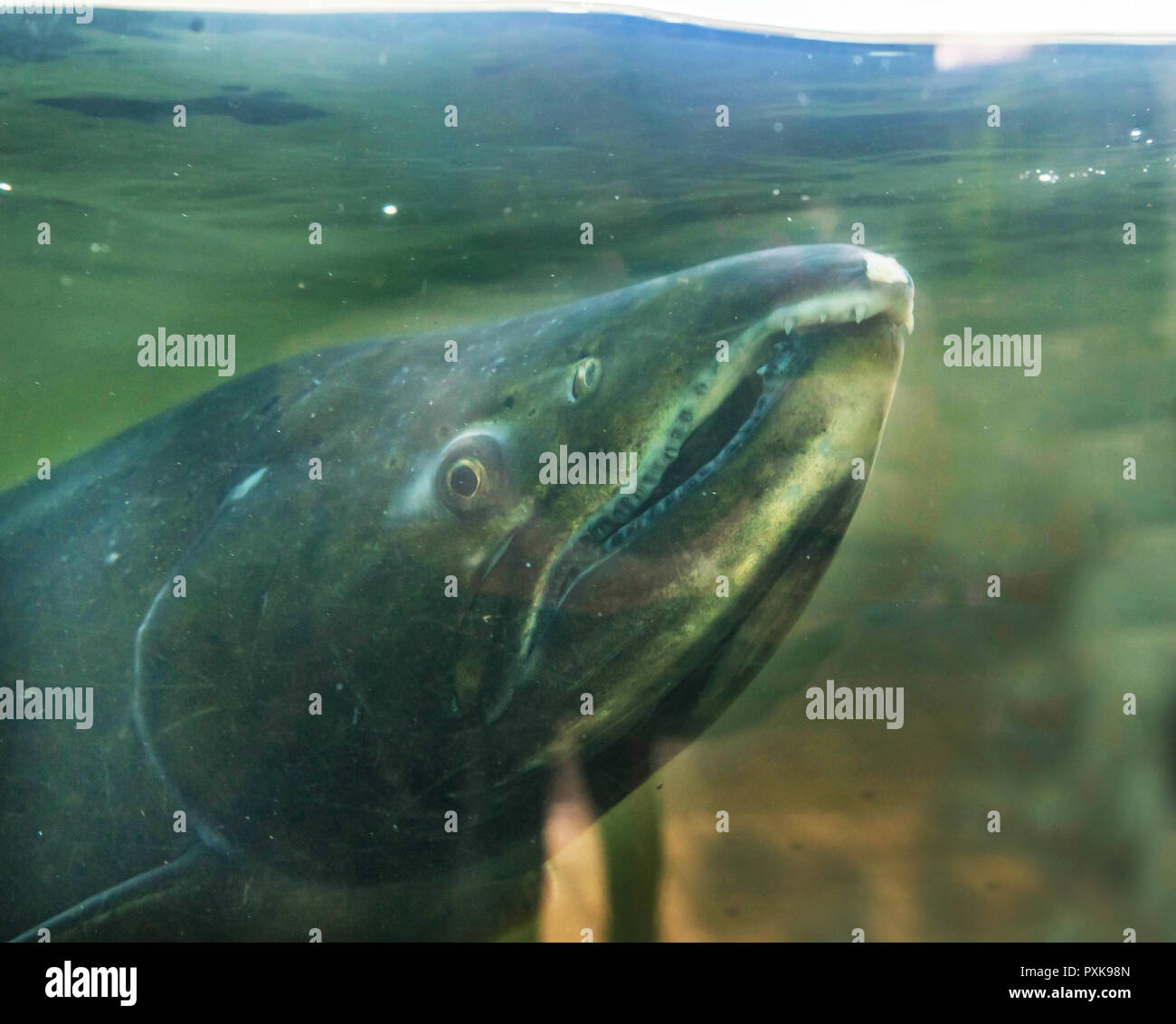 Salmone Chinook Issaquah incubatoio Washington. Salmone swim up il Issaquah creek all'incubatrice. Foto Stock