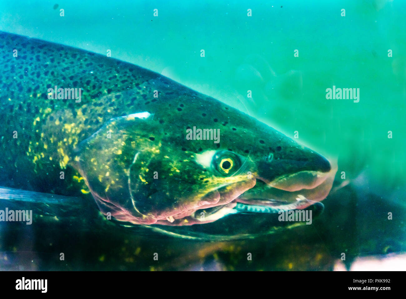 Salmone Chinook Issaquah incubatoio Washington. Salmone swim up il Issaquah creek all'incubatrice. Foto Stock