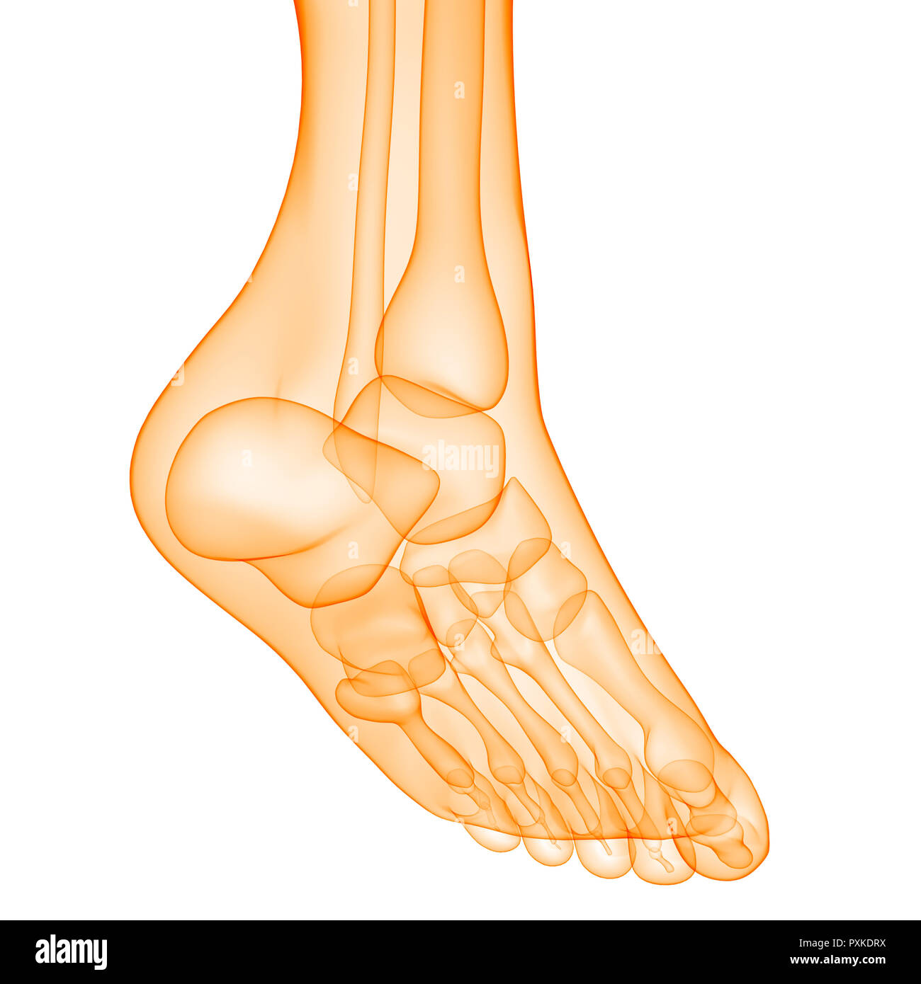 Scheletro umano anatomia del sistema Foto Stock