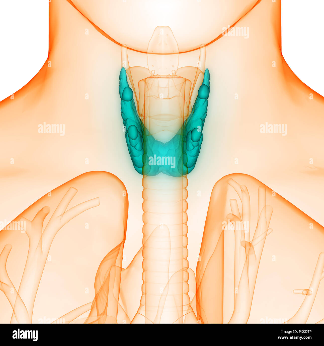 Anatomia Della Tiroide Immagini E Fotografie Stock Ad Alta Risoluzione 