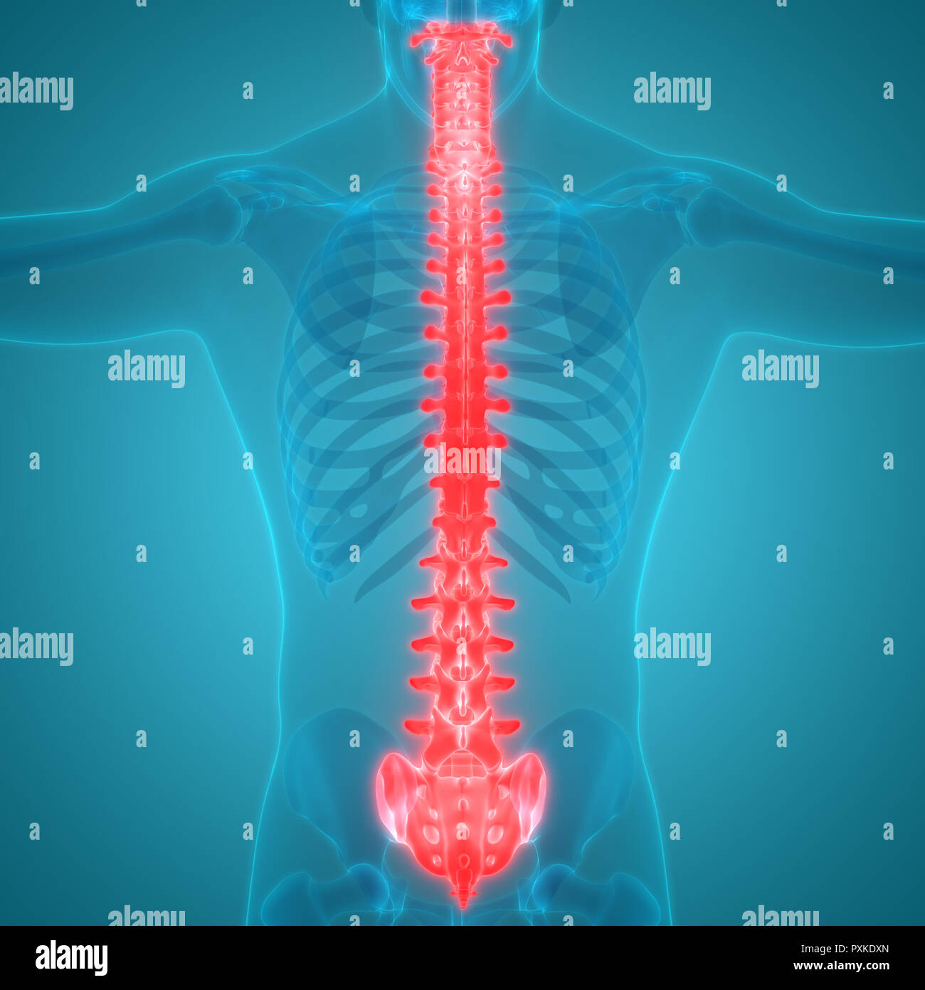 Scheletro umano del sistema colonna vertebrale anatomia Foto Stock