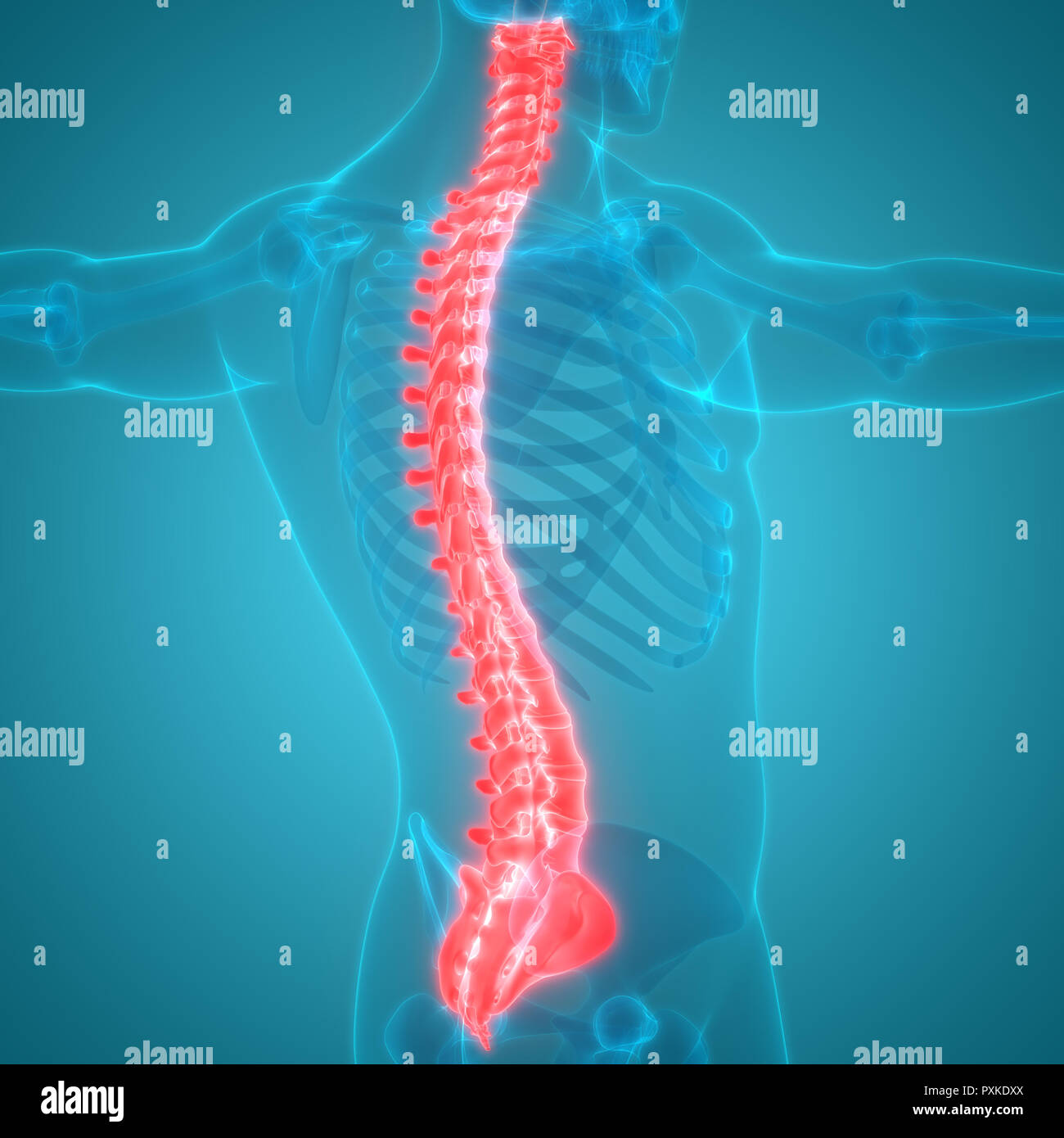 Scheletro umano del sistema colonna vertebrale anatomia Foto Stock