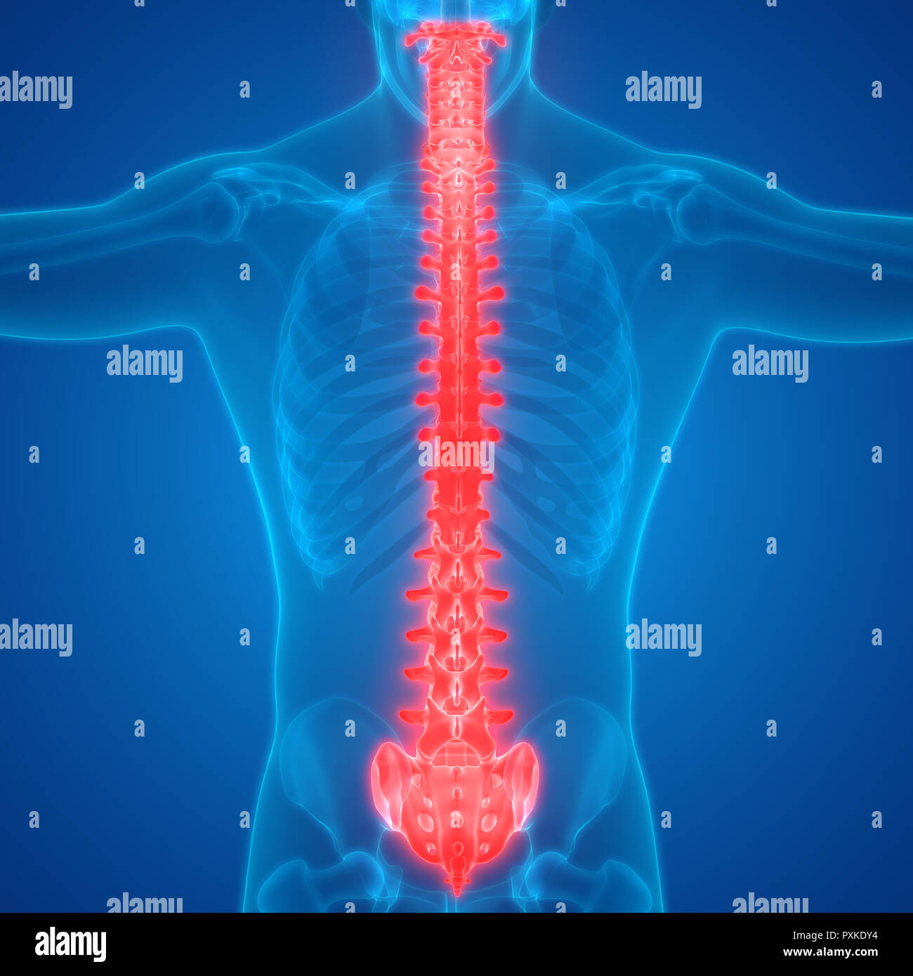 Scheletro umano del sistema colonna vertebrale anatomia Foto Stock