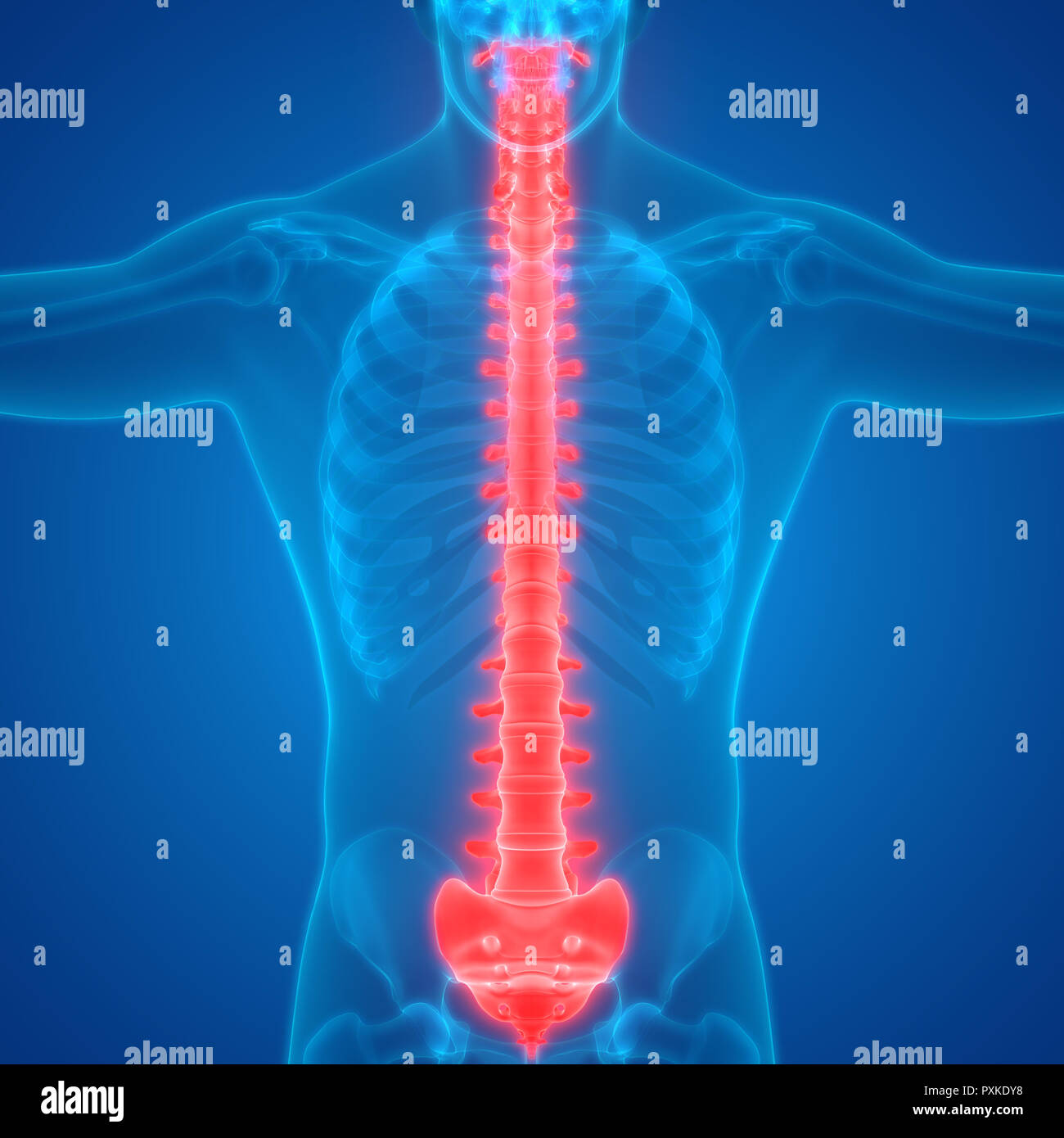Scheletro umano del sistema colonna vertebrale anatomia Foto Stock