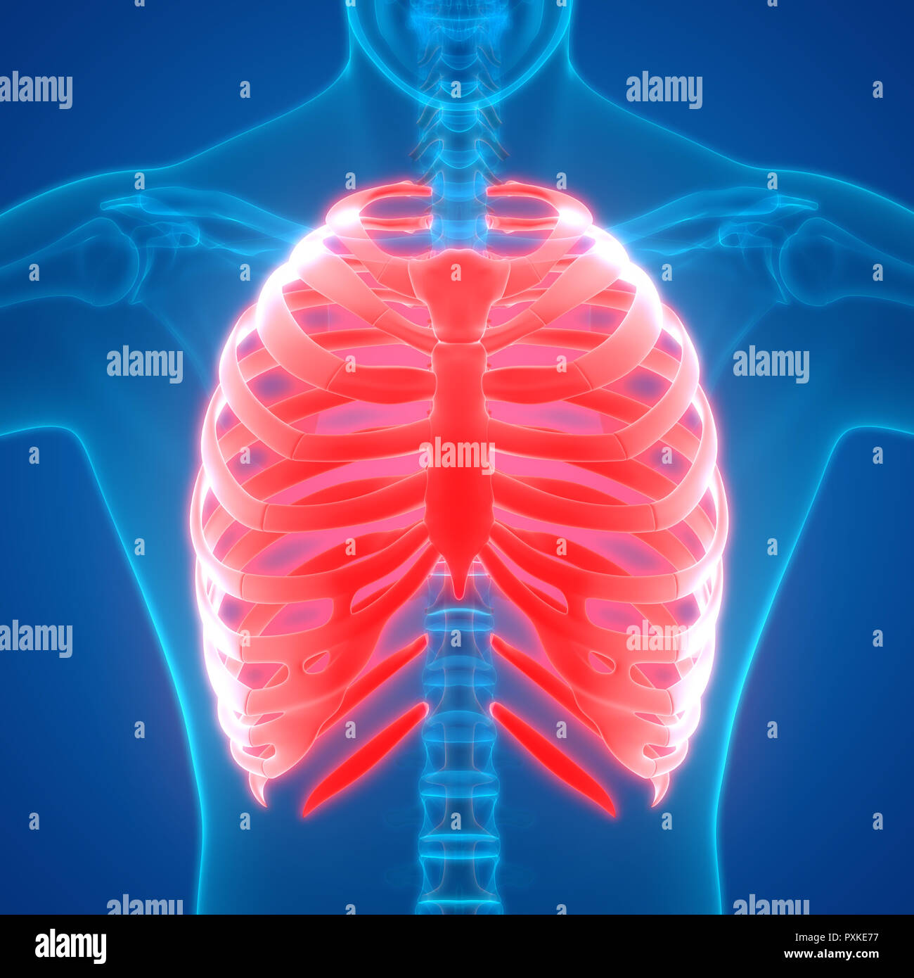 Scheletro umano anatomia del sistema Foto Stock