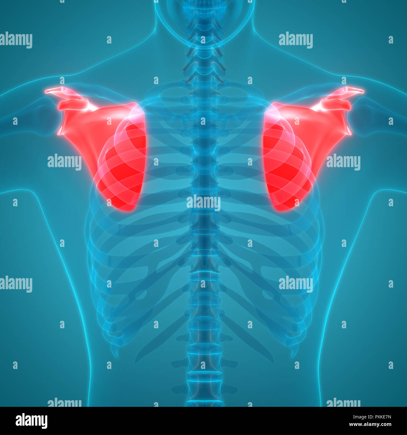 Scheletro umano anatomia del sistema Foto Stock