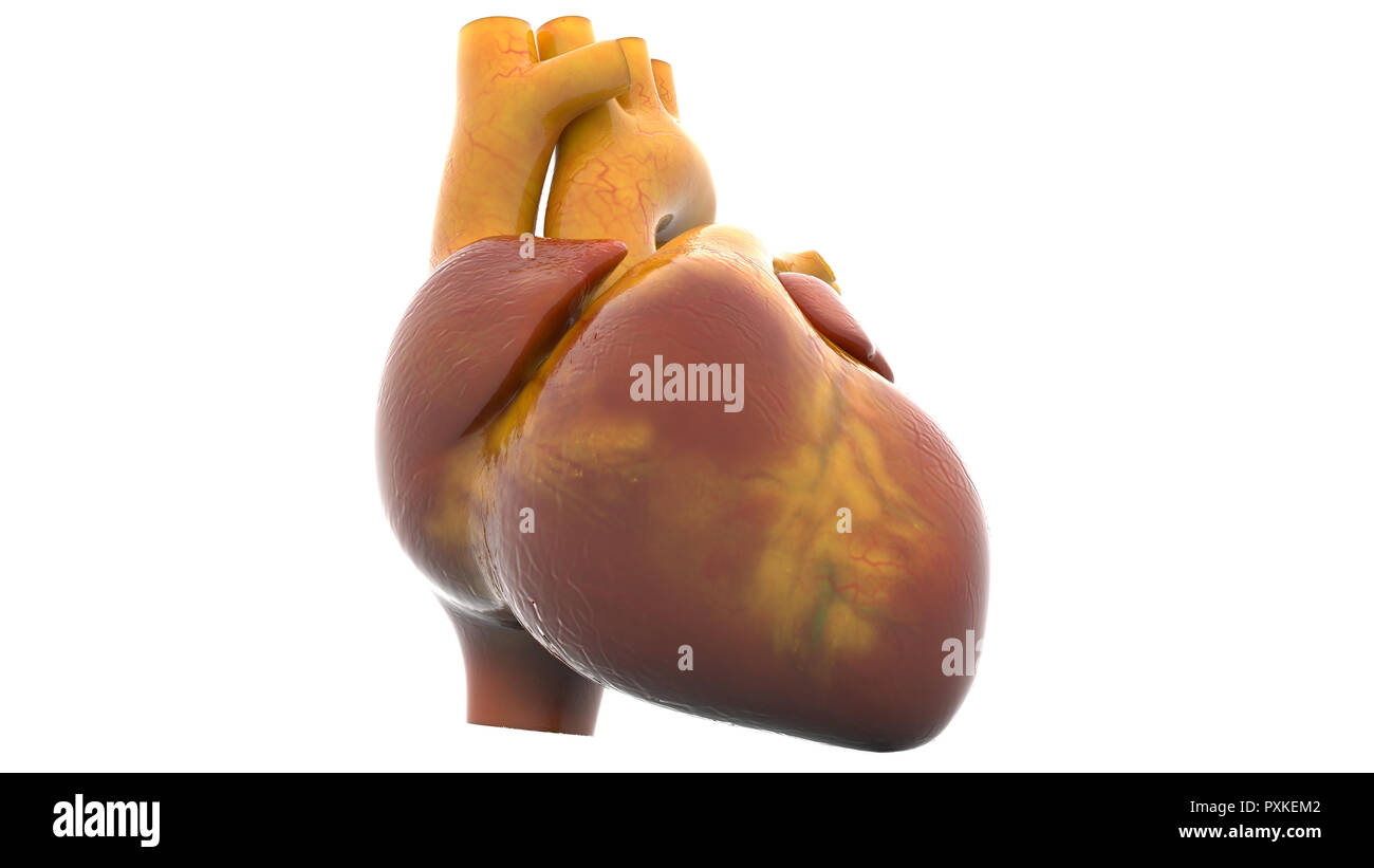 Cuore umano anatomia Foto Stock