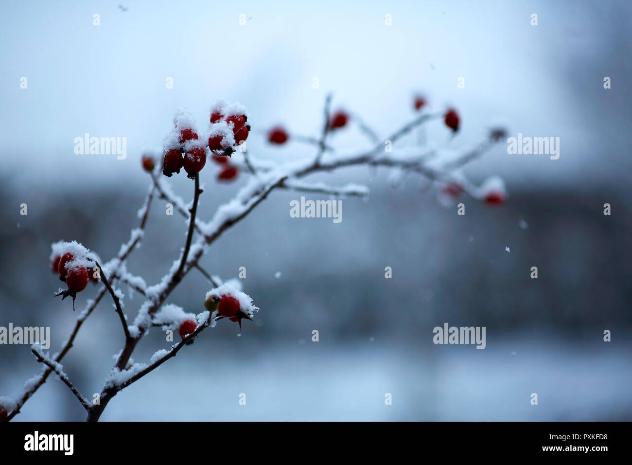 Bacche nella neve. La prima neve invernale sulle foglie. Bacche rosse sotto la neve Foto Stock