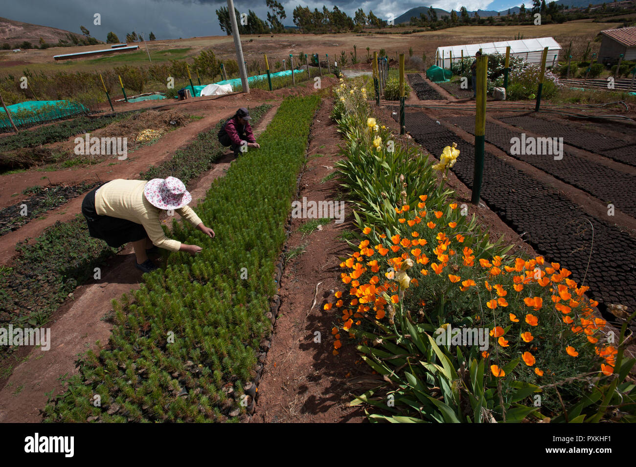 Il Maras progetto funziona a riabilita ancestrale dei sistemi di agroforestry nella zona e il "comunidades' s coinvolti dedicare un giorno alla settimana per lavorare in Foto Stock