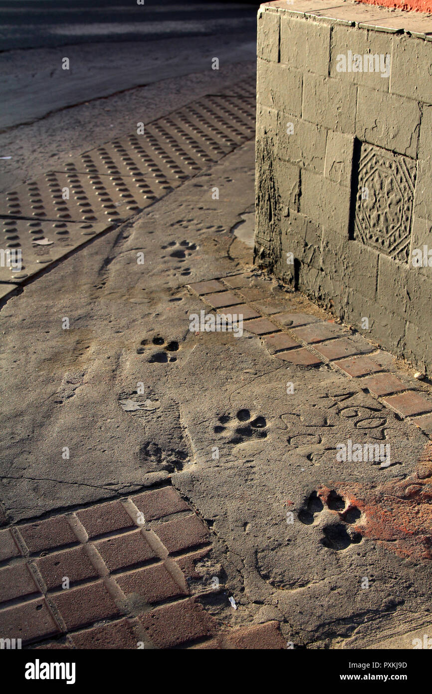 Le tracce del cane intorno ad un angolo di calcestruzzo bagnato in San Telmo, Buenos Aires, Argentina Foto Stock