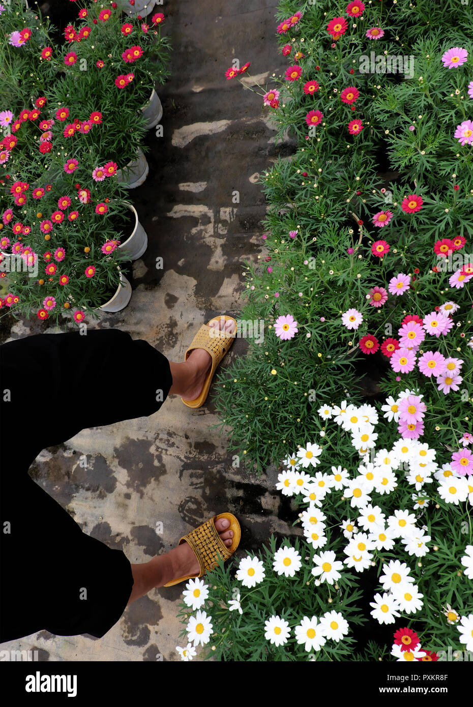 Alta Vista scena con donna indossare pantaloni neri e gialli sandali di plastica a piedi nel giardino fiorito, agricoltore piedi sul suolo, piante crescono in verde Foto Stock