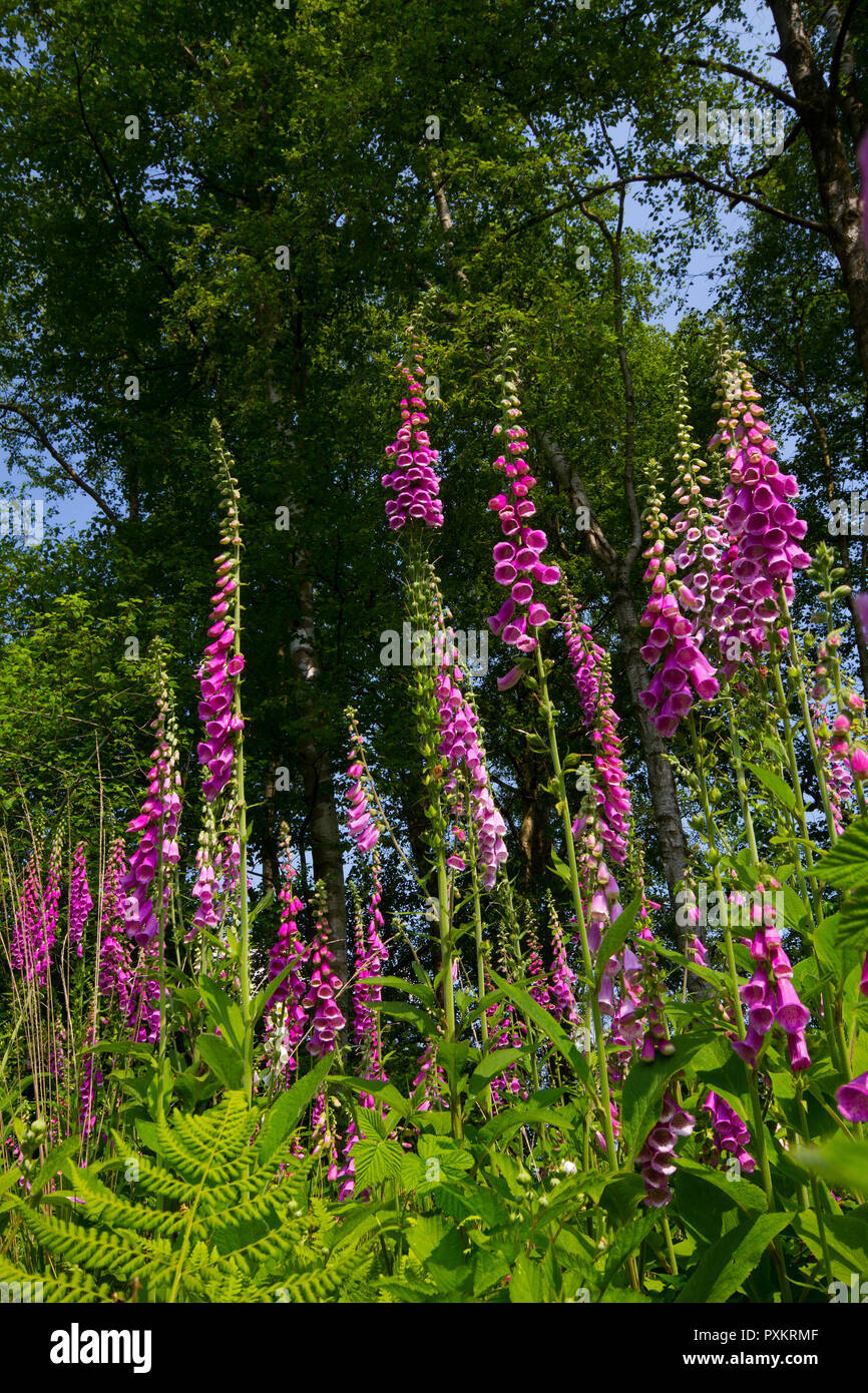 Comune, foxcloves Digitalis purpurea, su una radura in un bosco di betulle, Foto Stock