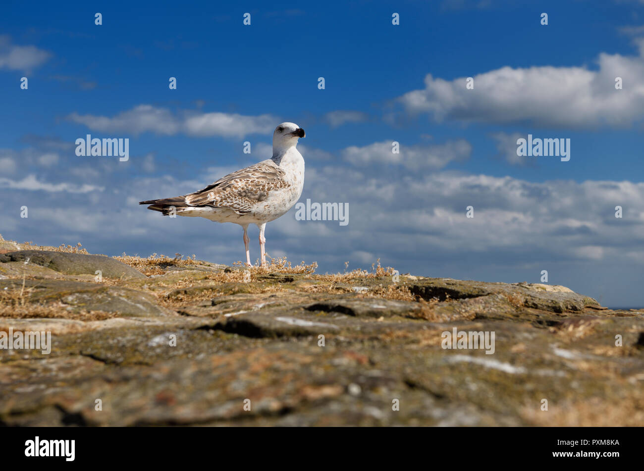 I capretti grande nero-backed gull Larus marinus sulla parete di roccia a Crail Harbour Scozia UK con cielo blu e nuvole Foto Stock