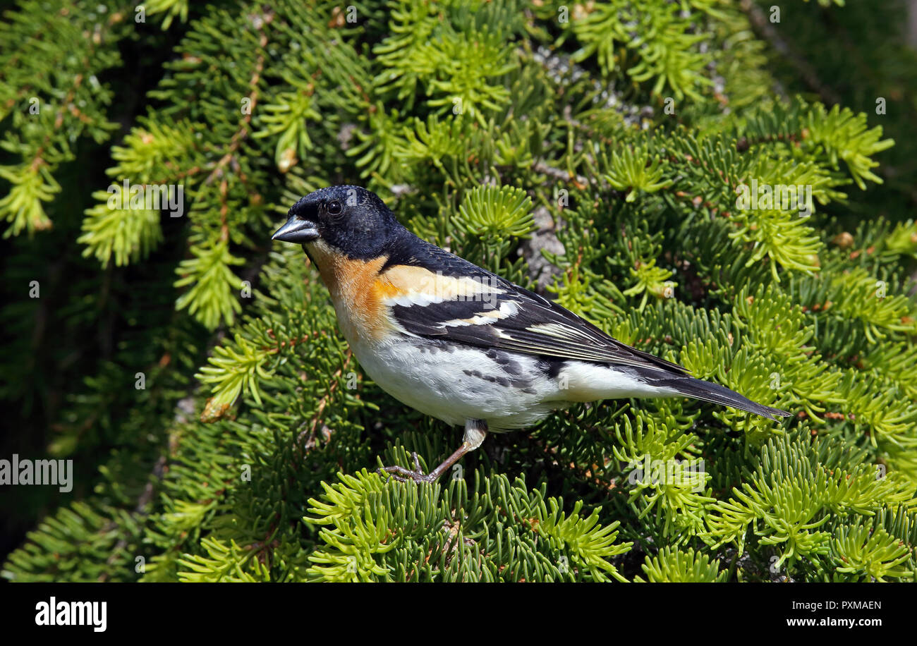 Brambling, maschio in piumage di riproduzione, seduta in Spruce Foto Stock