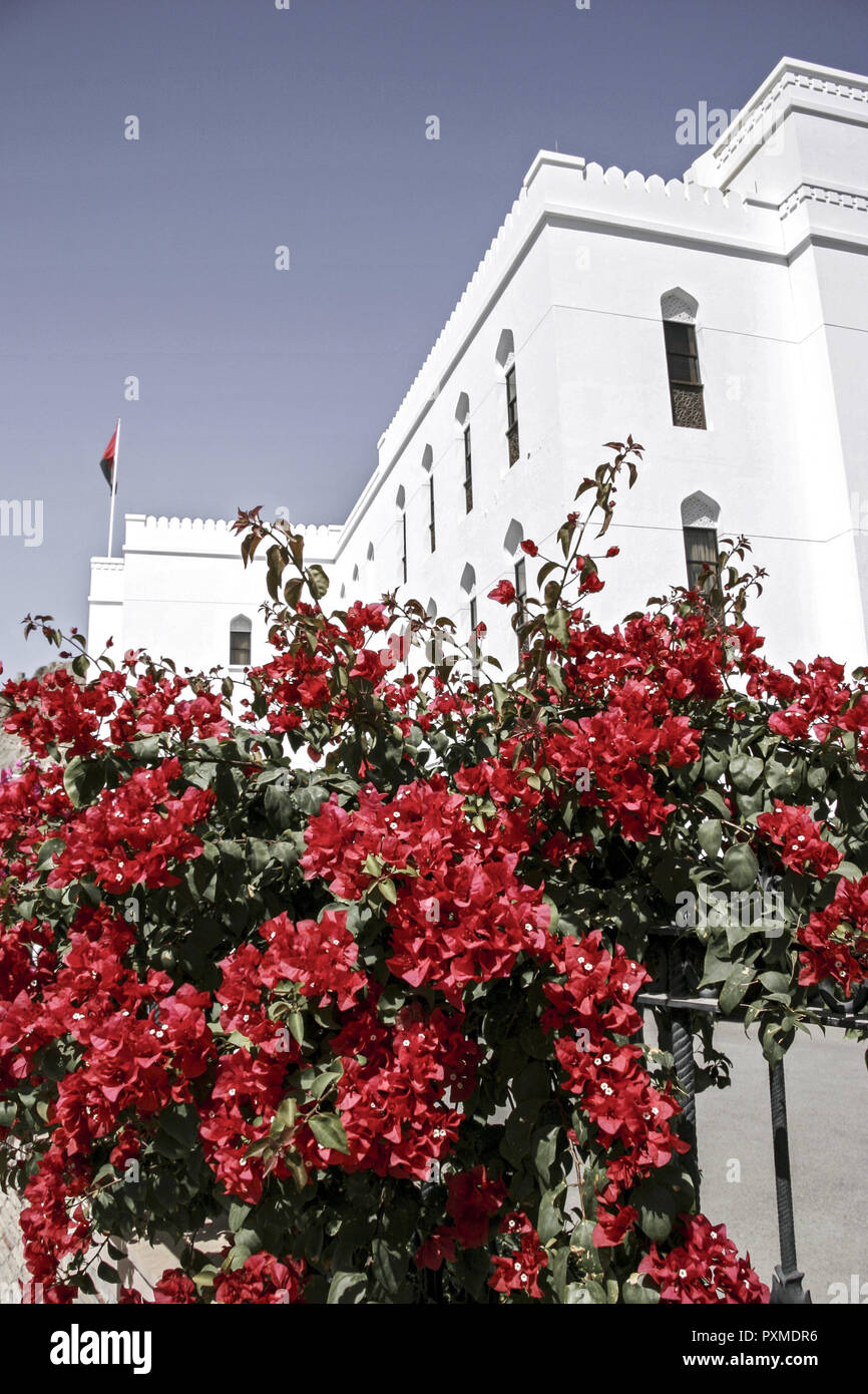Il Muscat Oman Maskat Masquat Centrum Stadtmitte Altstadt Gebaeude Weiss Bauwerk Architektur Blueten Bluehende Bougainvillea Arabische Halbinsel Naher Os Foto Stock