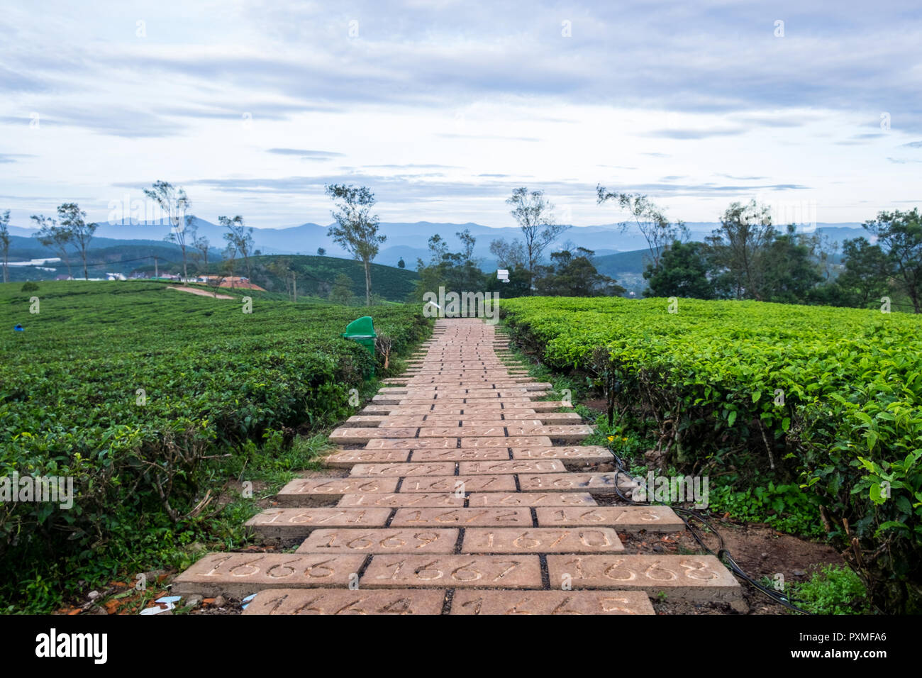 Paesaggio di tè verde collina in Da Lat, Vietnam Foto Stock