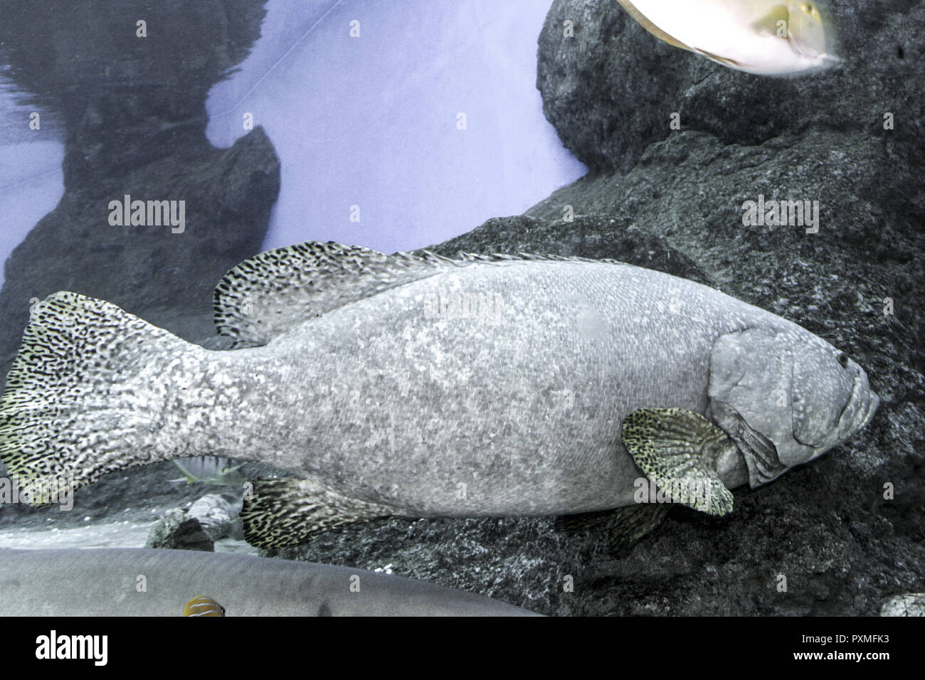 Tailandia Siam Pattaya acquario subacqueo del mondo Attraktion Korallen Fische Fisch Barsch Meer Salzwasser Acquario Konzept asiatisch Sehenswuerdigkeit T Foto Stock