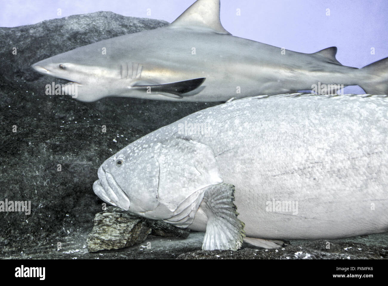 Tailandia Siam Pattaya acquario subacqueo del mondo Attraktion Korallen Fische Fisch Hai Haifisch Barsch Meer Salzwasser Acquario Konzept asiatisch Sehens Foto Stock